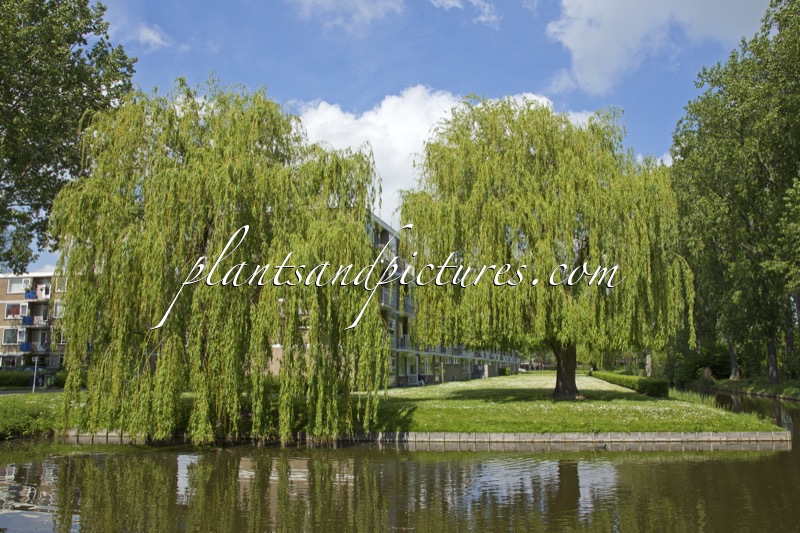 Salix sepulcralis ‘Chrysocoma’