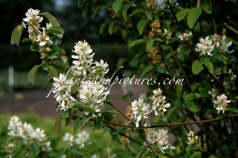 Amelanchier alnifolia ‘Obelisk’