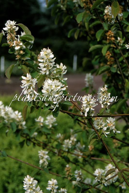 Amelanchier alnifolia ‘Obelisk’