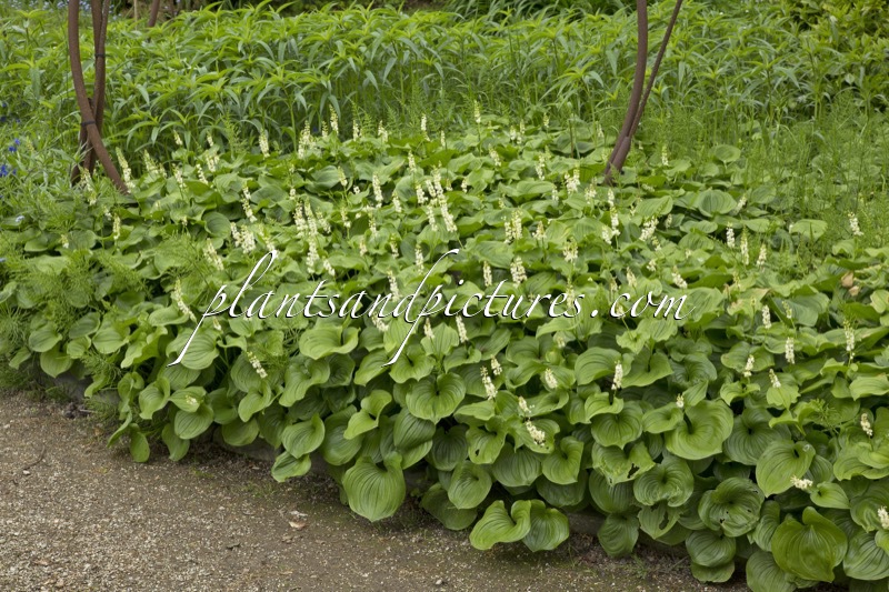 Maianthemum kamtschaticum
