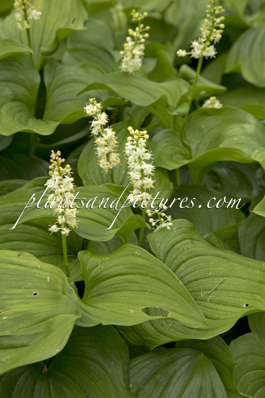 Maianthemum kamtschaticum