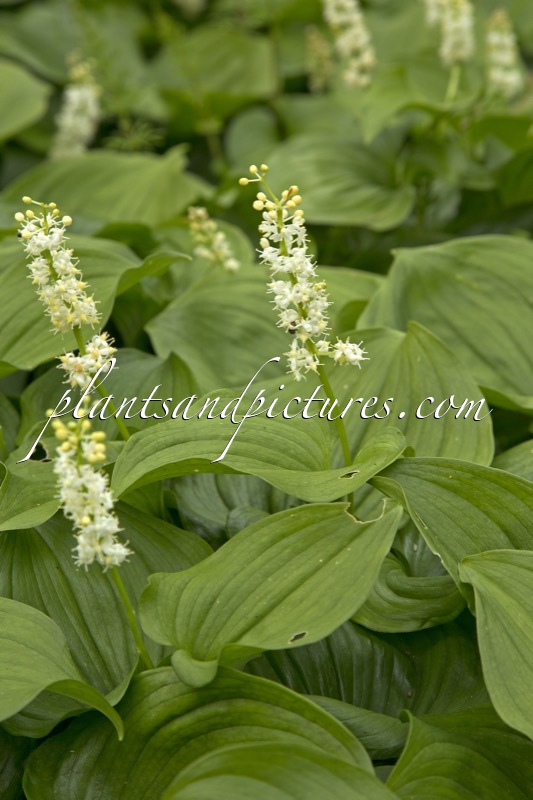 Maianthemum kamtschaticum