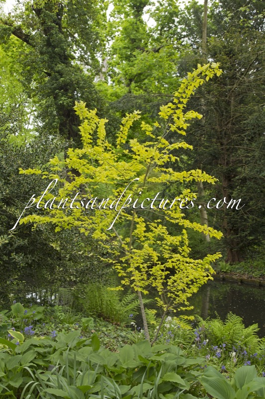 Ulmus pumila ‘Beijing Gold’
