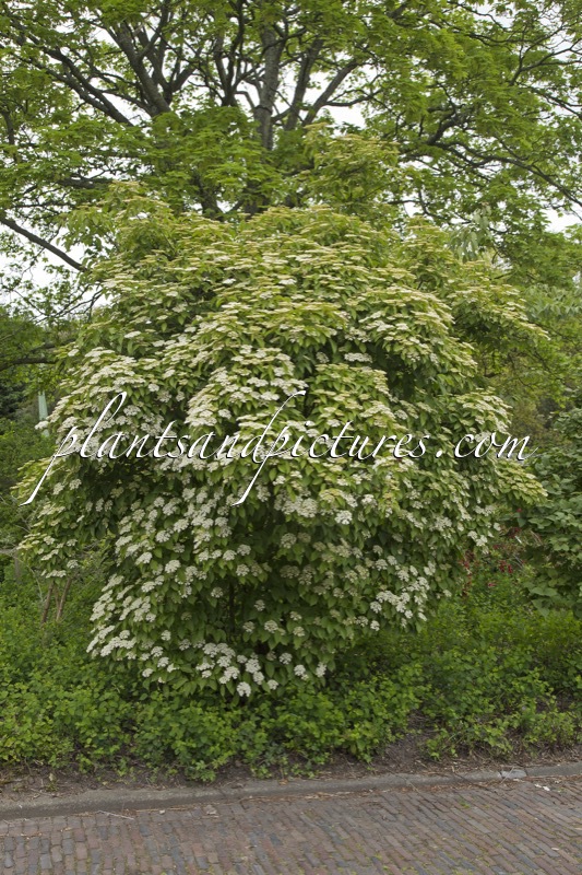 Viburnum ‘Huron’