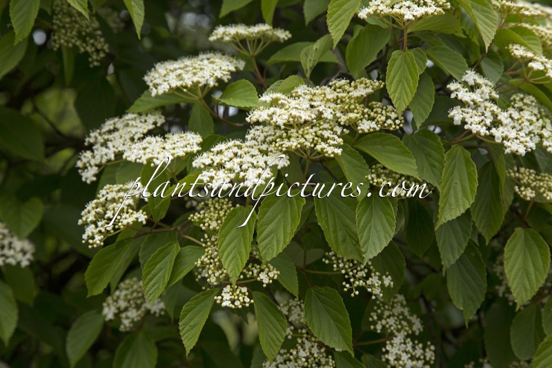 Viburnum ‘Huron’