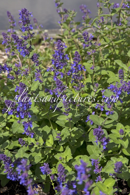 Nepeta ‘Hill Grounds’