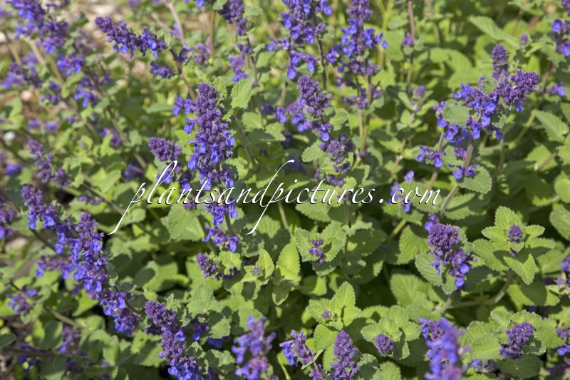 Nepeta ‘Hill Grounds’