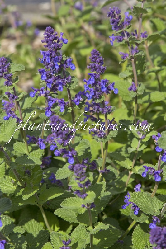 Nepeta ‘Hill Grounds’