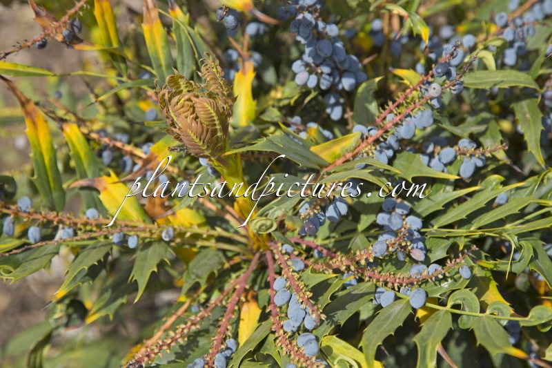 Mahonia ‘Kolmawifer’ (MAGICAL WINTERFERN)