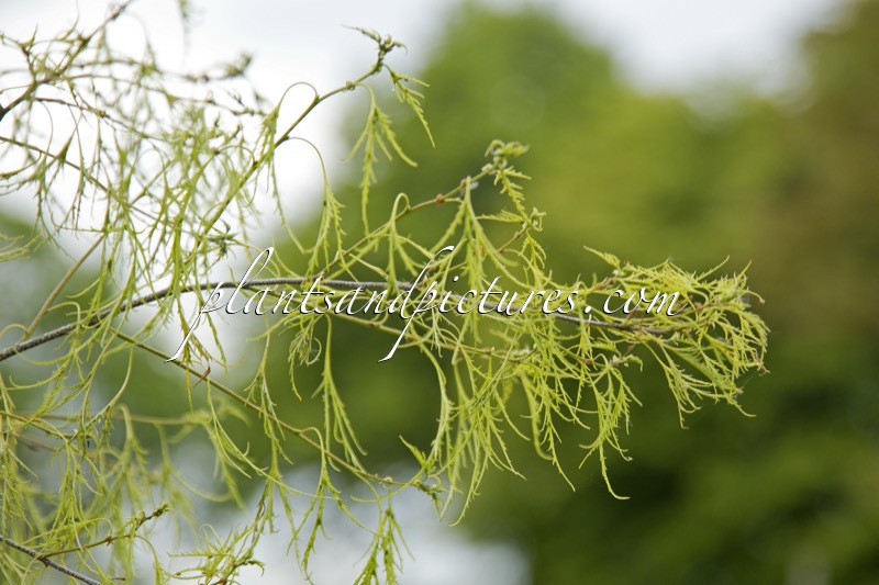 Betula pendula ‘Karaca’