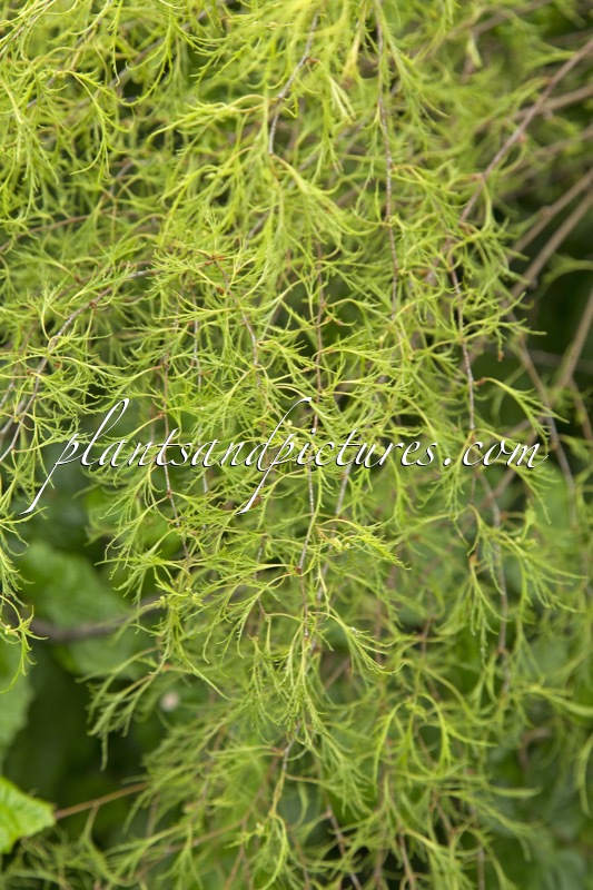 Betula pendula ‘Karaca’