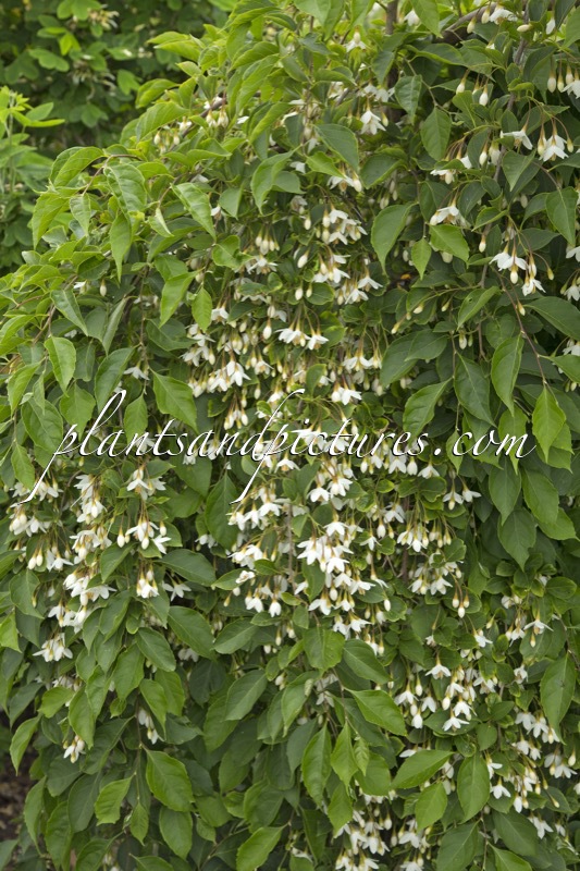 Styrax japonicus ‘Fragrant Fountain’