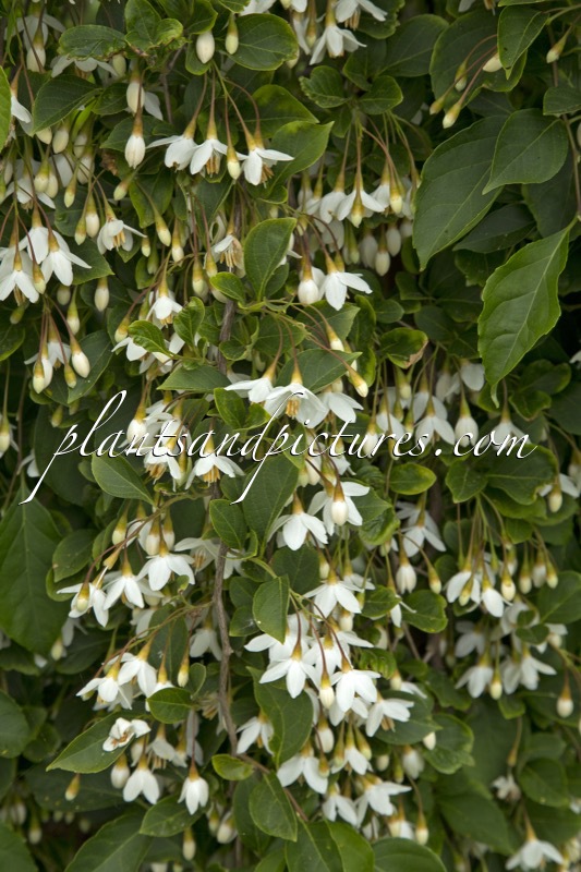 Styrax japonicus ‘Fragrant Fountain’