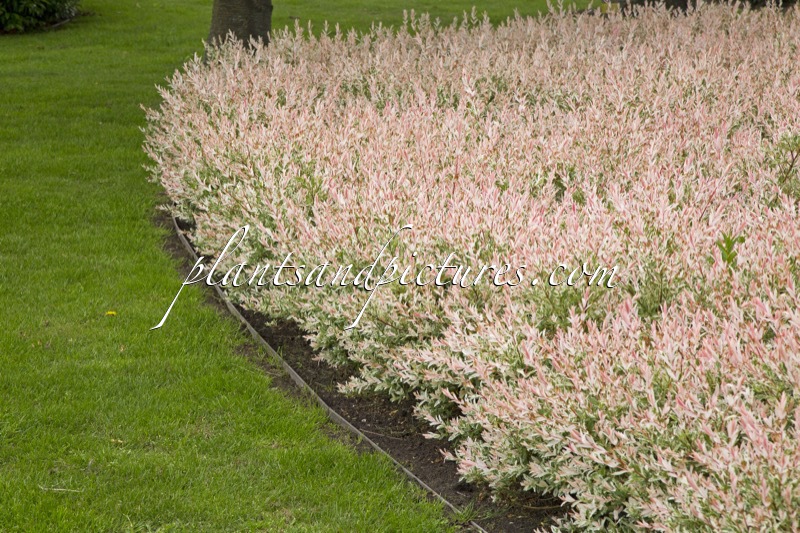 Salix integra ‘Flamingo’