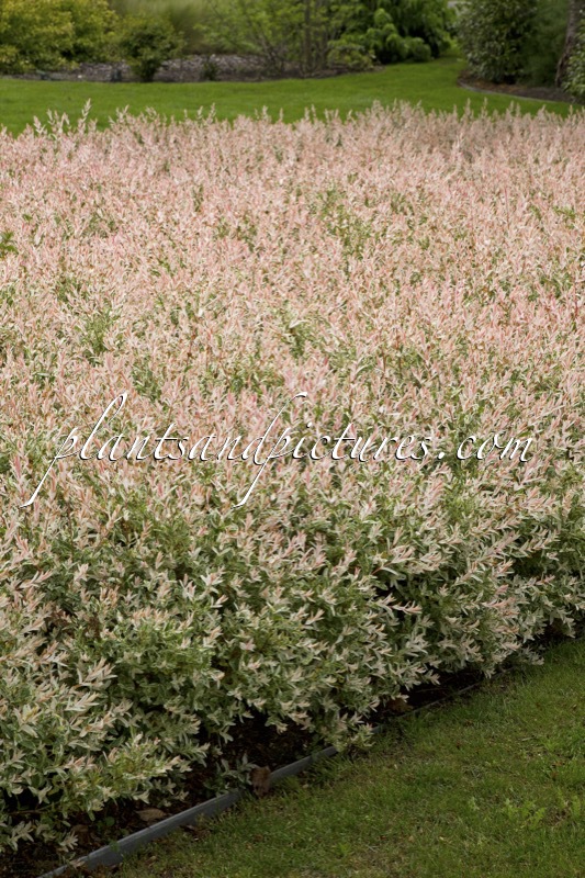 Salix integra ‘Flamingo’