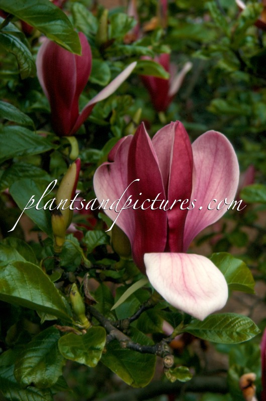Magnolia liliiflora ‘Nigra’