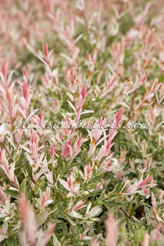 Salix integra ‘Flamingo’