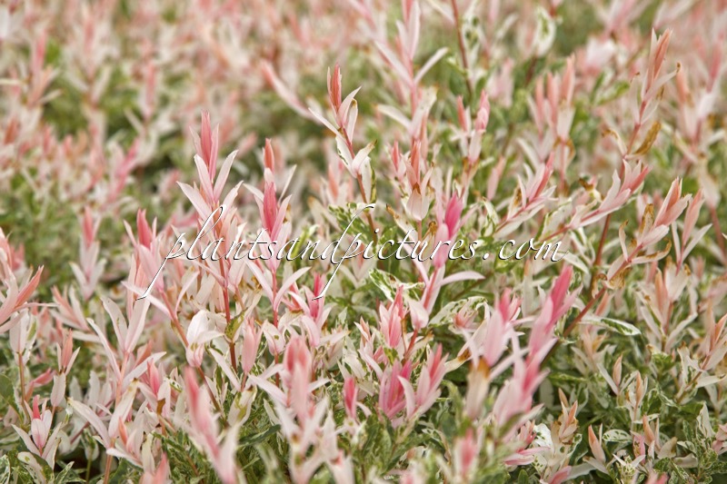 Salix integra ‘Flamingo’