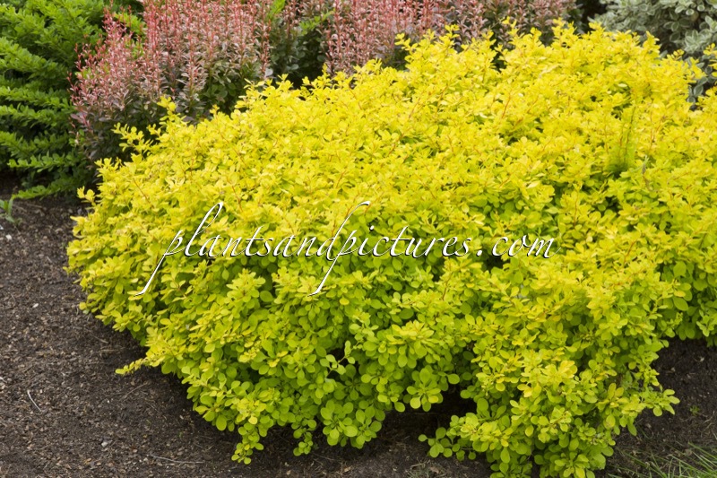 Berberis thunbergii ‘Golden Carpet’