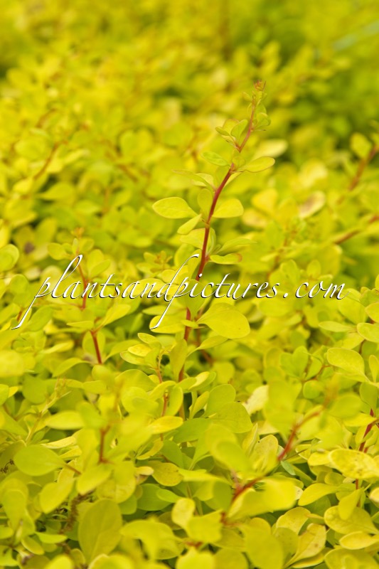 Berberis thunbergii ‘Golden Carpet’