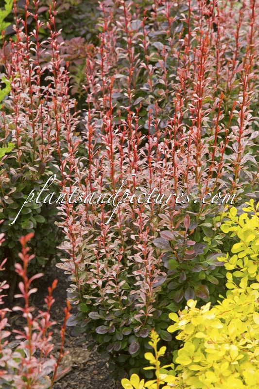 Berberis thunbergii ‘Rosy Rocket’