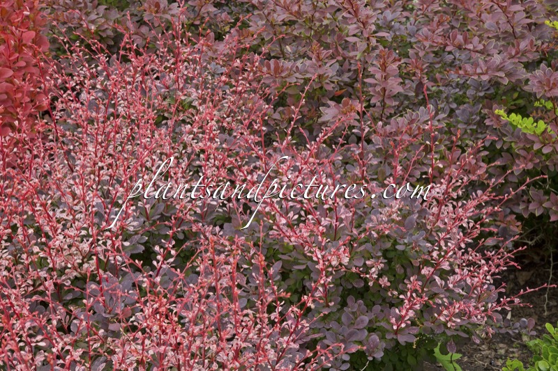 Berberis thunbergii ‘Harlequin’