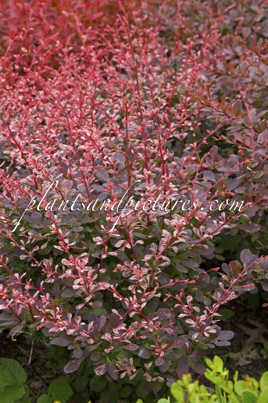 Berberis thunbergii ‘Harlequin’