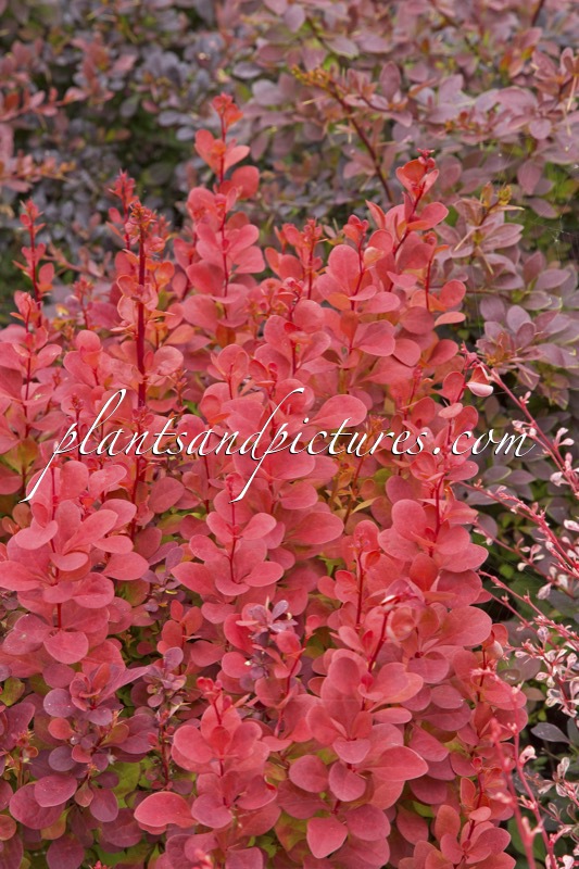 Berberis thunbergii ‘Orange Rocket’