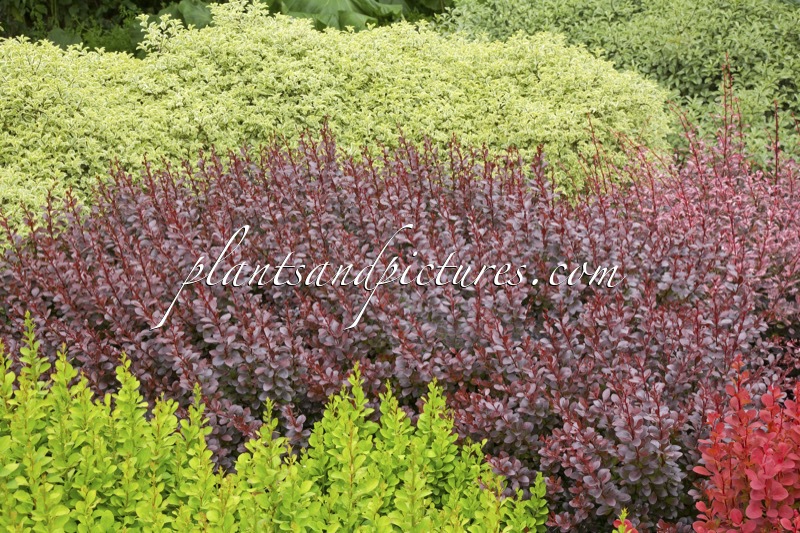 Berberis thunbergii ‘Dart’s Red Lady’