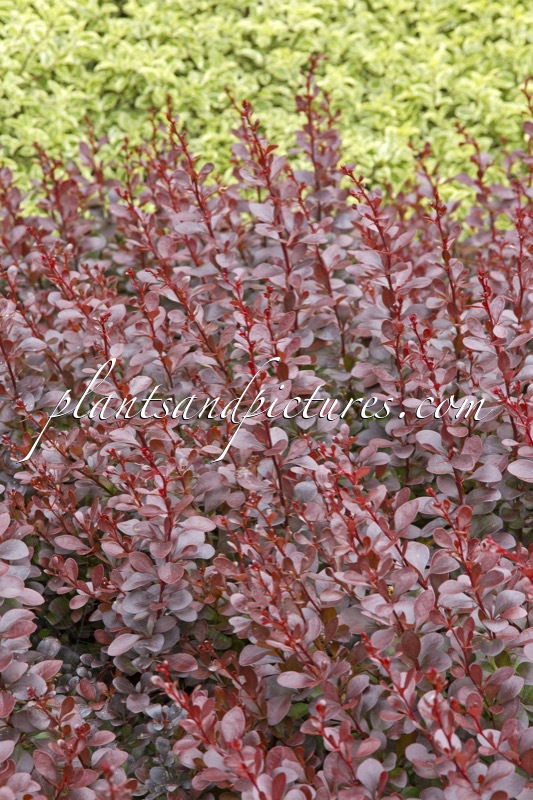 Berberis thunbergii ‘Dart’s Red Lady’