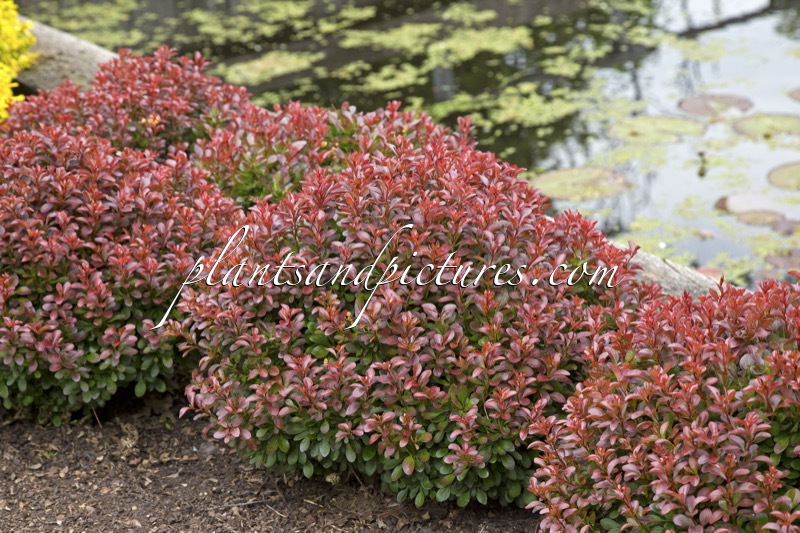 Berberis thunbergii ‘Bagatelle’