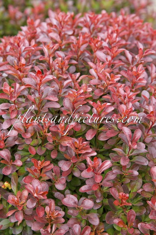 Berberis thunbergii ‘Bagatelle’