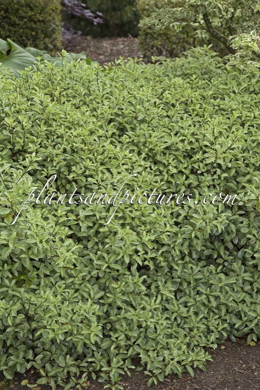 Pittosporum tenuifolium ‘Silver Queen’