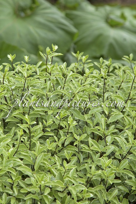 Pittosporum tenuifolium ‘Silver Queen’