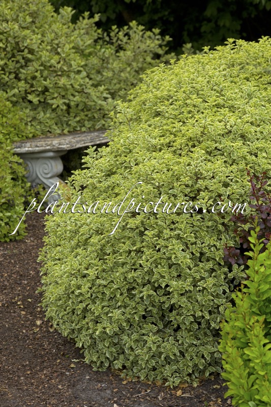 Pittosporum tenuifolium ‘Variegatum’