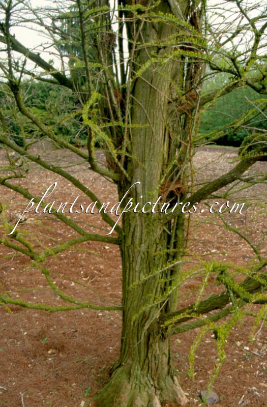 Taxodium distichum ‘Nutans’