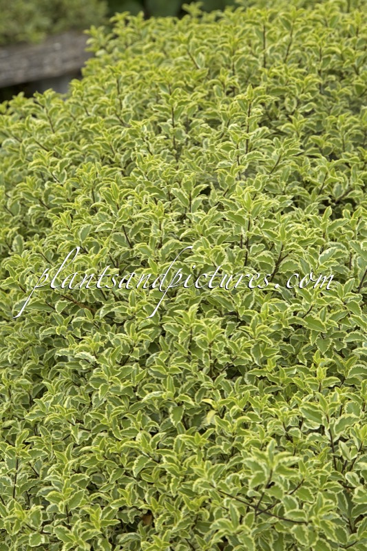 Pittosporum tenuifolium ‘Variegatum’