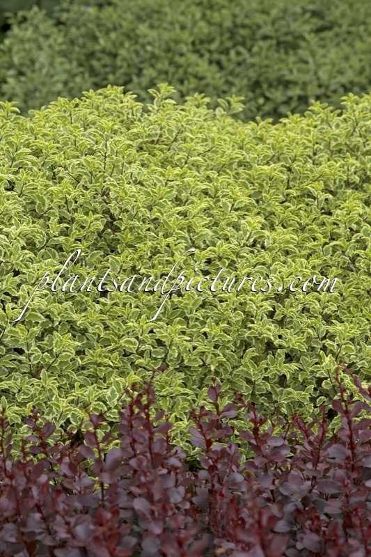 Pittosporum tenuifolium ‘Variegatum’