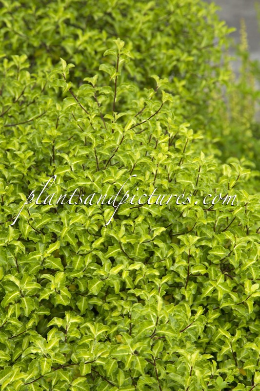 Pittosporum tenuifolium ‘Abbotsbury Gold’