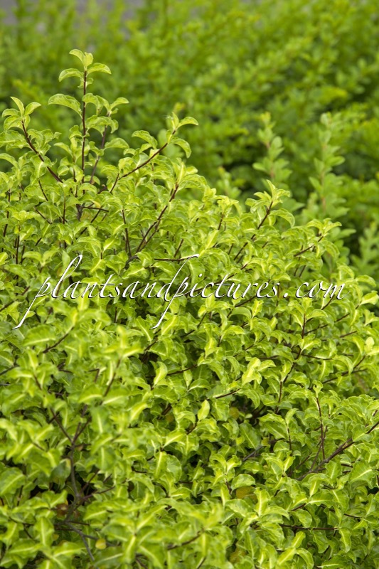 Pittosporum tenuifolium ‘Abbotsbury Gold’
