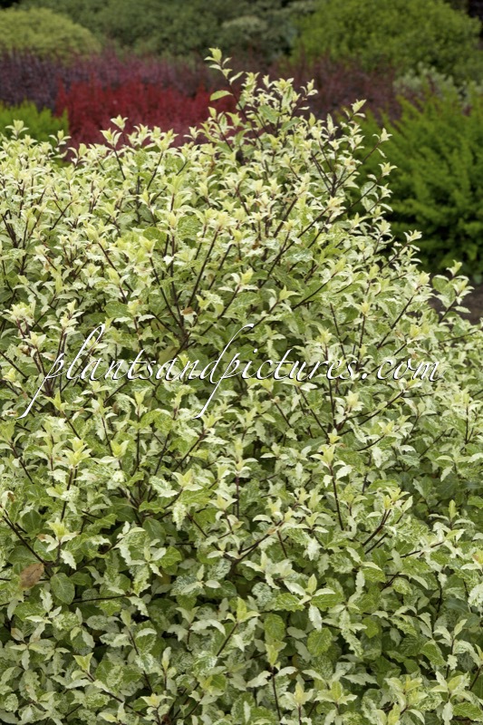Pittosporum tenuifolium ‘Irene Paterson’