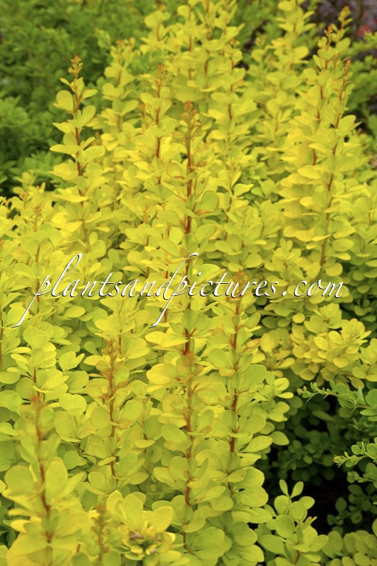 Berberis thunbergii ‘Golden Torch’