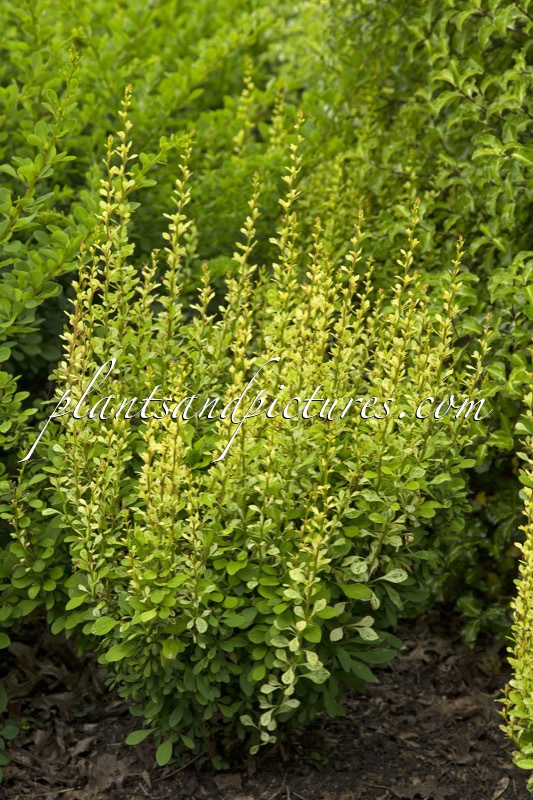 Berberis thunbergii ‘Silver Pillar’