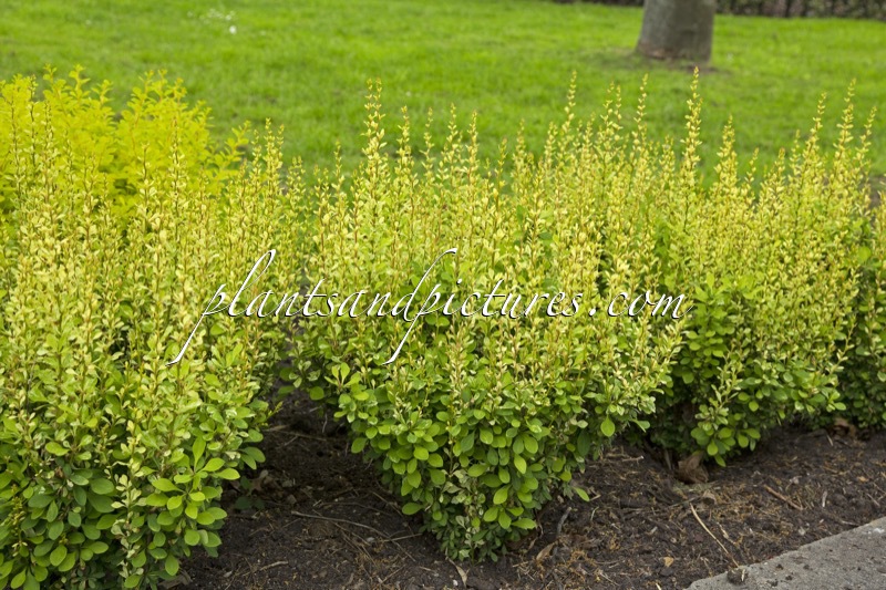 Berberis thunbergii ‘Silver Pillar’