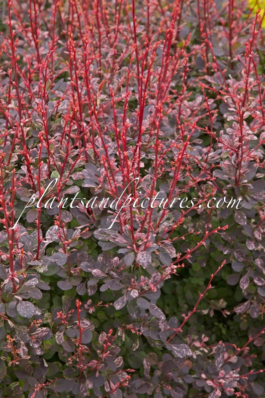 Berberis thunbergii ‘Hoho 1’ (FLAMINGO)