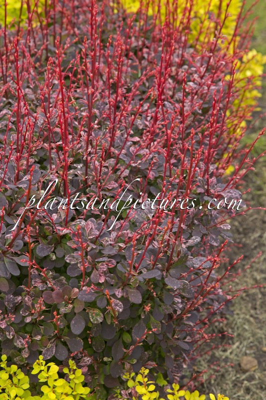 Berberis thunbergii ‘Hoho 1’ (FLAMINGO)