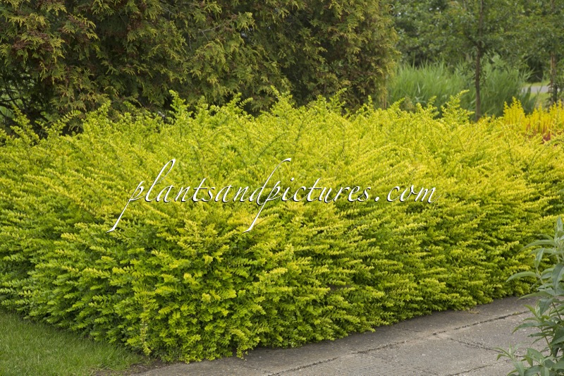 Lonicera nitida ‘Golden Glow’