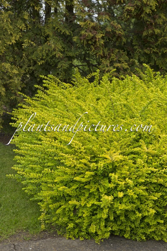 Lonicera nitida ‘Golden Glow’