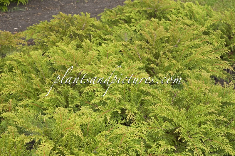 Microbiota decussata ‘Lucas’