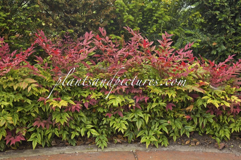 Nandina domestica ‘Seiko’ (OBSESSED)